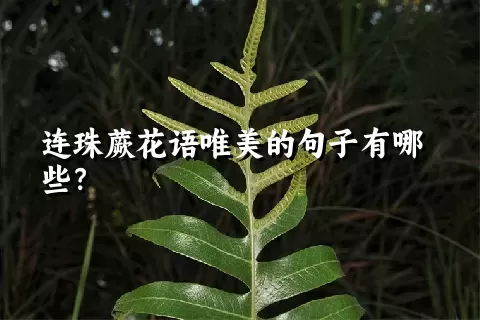 连珠蕨花语唯美的句子有哪些？