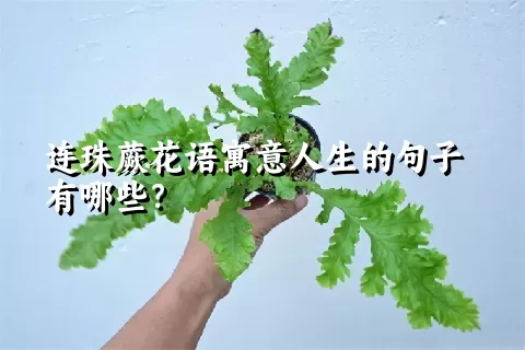 连珠蕨花语寓意人生的句子有哪些？