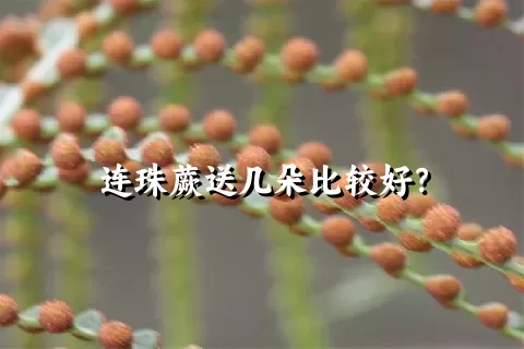 连珠蕨送几朵比较好？