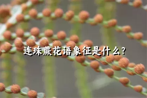 连珠蕨花语象征是什么？