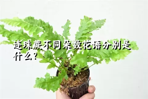 连珠蕨不同朵数花语分别是什么？