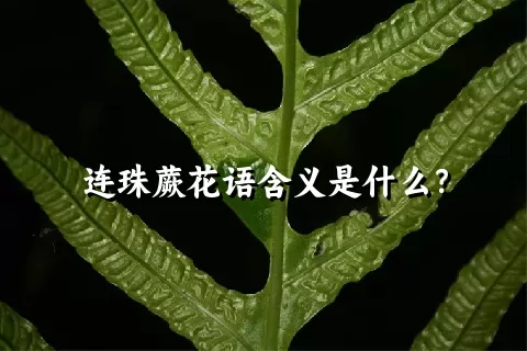 连珠蕨花语含义是什么？