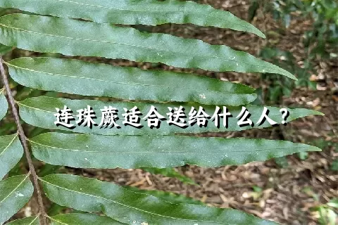 连珠蕨适合送给什么人？