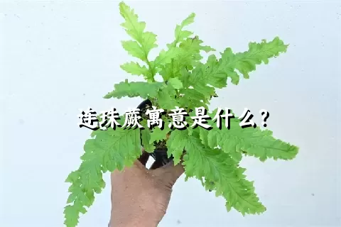 连珠蕨寓意是什么？