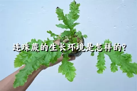 连珠蕨的生长环境是怎样的？