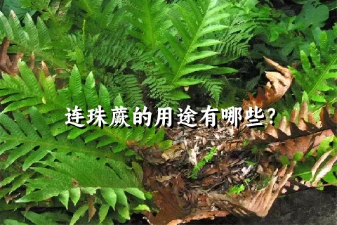 连珠蕨的用途有哪些？