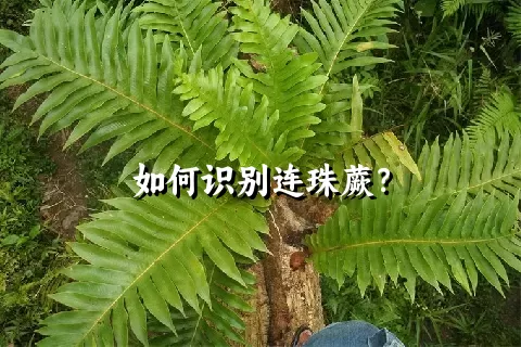 如何识别连珠蕨？