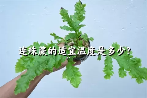 连珠蕨的适宜温度是多少？