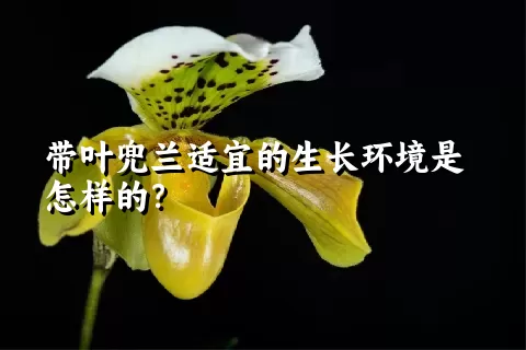 带叶兜兰适宜的生长环境是怎样的？