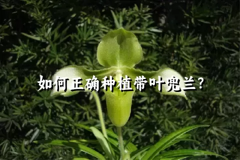 如何正确种植带叶兜兰？