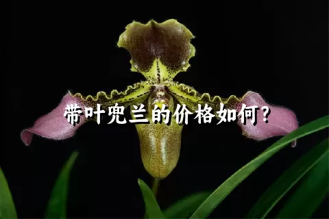 带叶兜兰的价格如何？