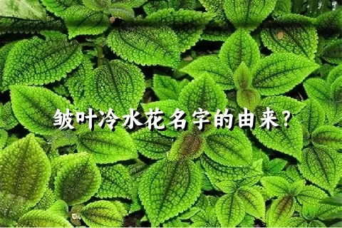 皱叶冷水花名字的由来？