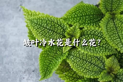 皱叶冷水花是什么花？