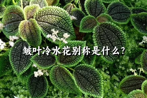 皱叶冷水花别称是什么？