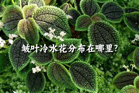 皱叶冷水花分布在哪里?