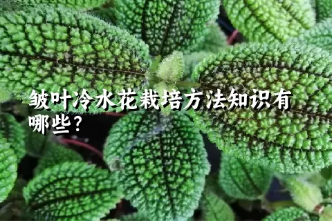 皱叶冷水花栽培方法知识有哪些？