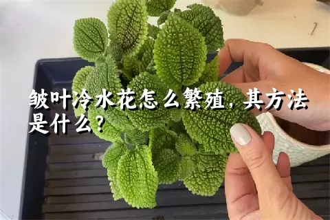 皱叶冷水花怎么繁殖，其方法是什么？