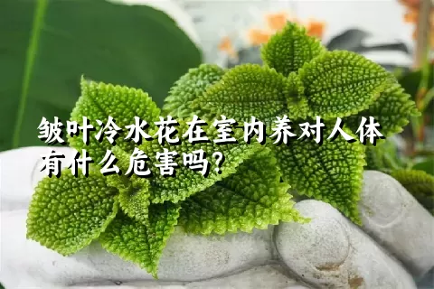 皱叶冷水花在室内养对人体有什么危害吗？