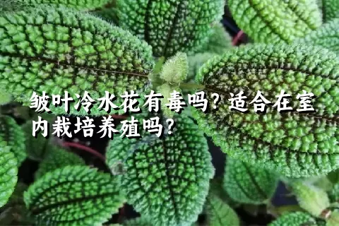 皱叶冷水花有毒吗？适合在室内栽培养殖吗？