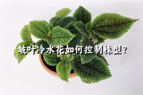 皱叶冷水花如何控制株型？