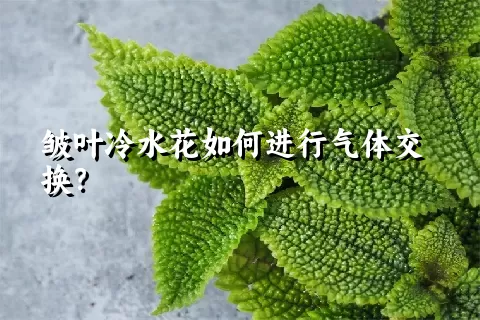 皱叶冷水花如何进行气体交换？