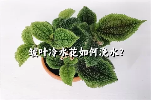 皱叶冷水花如何浇水？