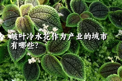 皱叶冷水花作为产业的城市有哪些？