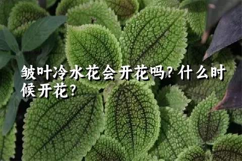 皱叶冷水花会开花吗？什么时候开花？