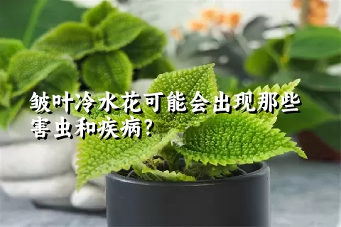 皱叶冷水花可能会出现那些害虫和疾病？