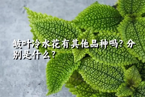 皱叶冷水花有其他品种吗？分别是什么？