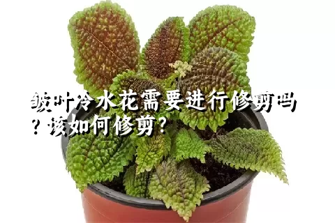 皱叶冷水花需要进行修剪吗？该如何修剪？