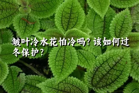 皱叶冷水花怕冷吗？该如何过冬保护？