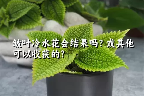 皱叶冷水花会结果吗？或其他可以收获的？