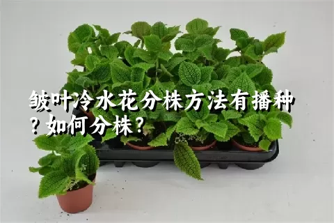 皱叶冷水花分株方法有播种？如何分株？