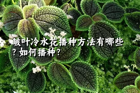 皱叶冷水花播种方法有哪些？如何播种？