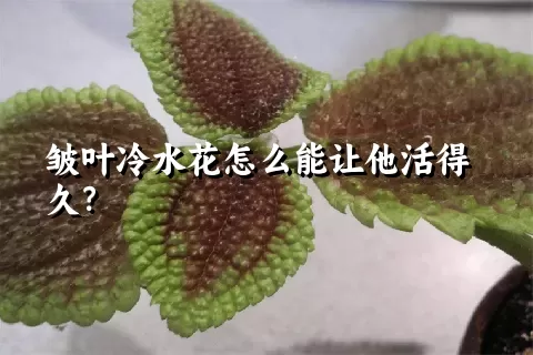 皱叶冷水花怎么能让他活得久？