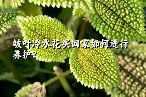 皱叶冷水花买回家如何进行养护？