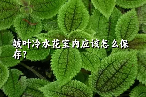 皱叶冷水花室内应该怎么保存？