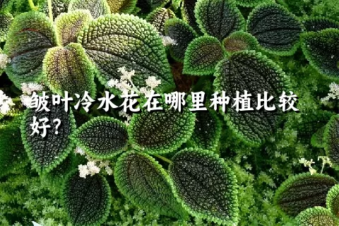 皱叶冷水花在哪里种植比较好？