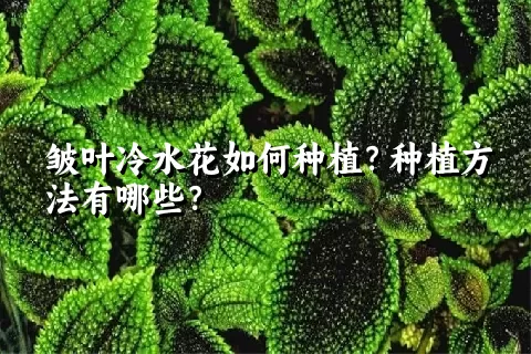 皱叶冷水花如何种植？种植方法有哪些？