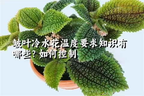 皱叶冷水花温度要求知识有哪些？如何控制