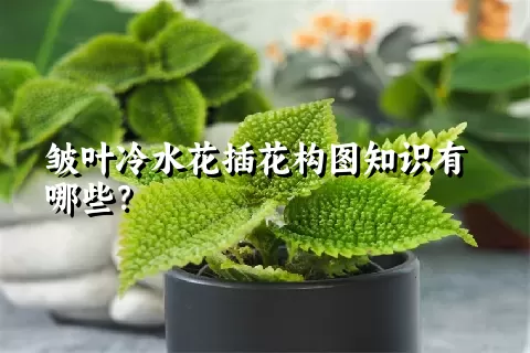 皱叶冷水花插花构图知识有哪些？