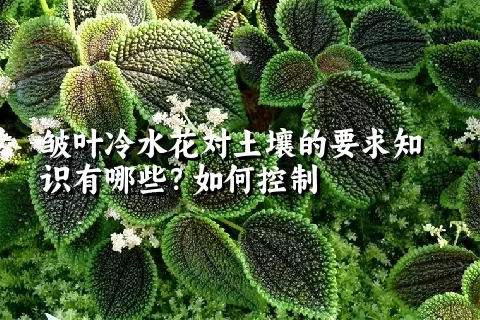 皱叶冷水花对土壤的要求知识有哪些？如何控制