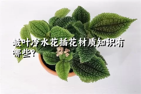 皱叶冷水花插花材质知识有哪些？