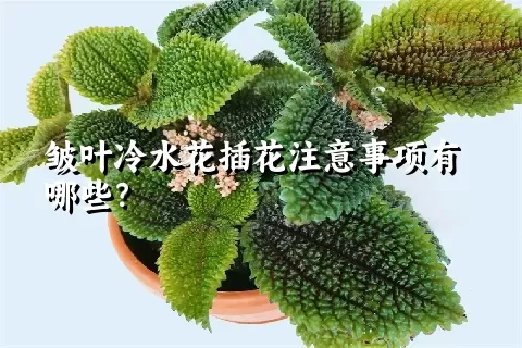 皱叶冷水花插花注意事项有哪些？