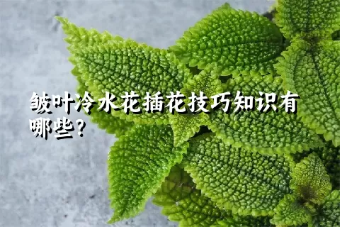 皱叶冷水花插花技巧知识有哪些？