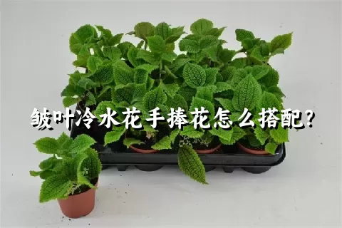 皱叶冷水花手捧花怎么搭配？