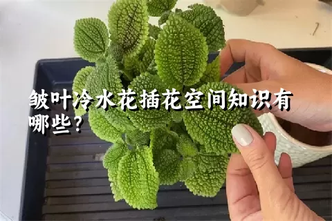 皱叶冷水花插花空间知识有哪些？