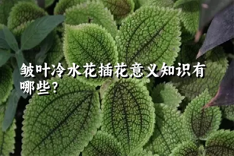 皱叶冷水花插花意义知识有哪些？