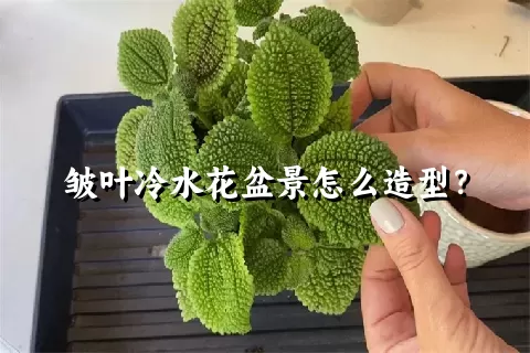 皱叶冷水花盆景怎么造型？